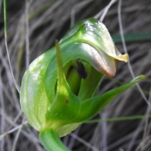 Pterostylis nutans at Paddys River, ACT - 29 Sep 2023