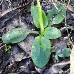 Pterostylis nutans at Paddys River, ACT - 29 Sep 2023