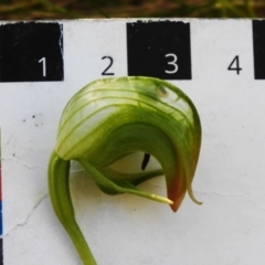 Pterostylis nutans at Paddys River, ACT - 29 Sep 2023