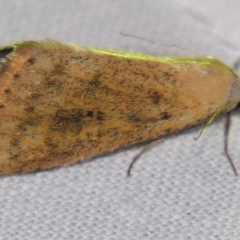 Unidentified Noctuoid moth (except Arctiinae) at Sheldon, QLD - 17 Aug 2007 by PJH123