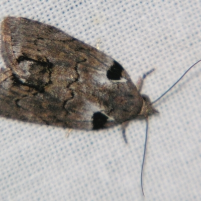 Nanaguna clopaea (a Sarrothripinae moth) at Sheldon, QLD - 17 Aug 2007 by PJH123