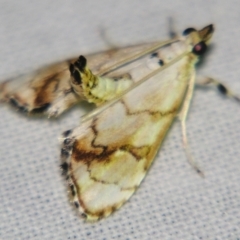 Eudaimonisma batchelorella (Spilomelinae) at Sheldon, QLD - 17 Aug 2007 by PJH123