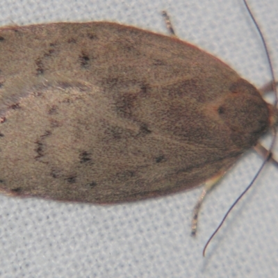 Garrha repandula (a Concealer Moth) at Sheldon, QLD - 17 Aug 2007 by PJH123