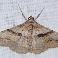 Gastrinodes bitaeniaria (Buff Bark Moth) at Sheldon, QLD - 17 Aug 2007 by PJH123