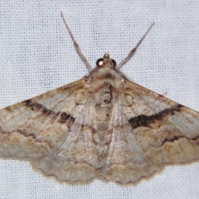 Gastrinodes bitaeniaria (Buff Bark Moth) at Sheldon, QLD - 17 Aug 2007 by PJH123