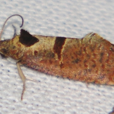 Glyphidoptera insignana (a tufted Tortrix moth) at Sheldon, QLD - 18 Aug 2007 by PJH123