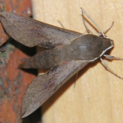 Hippotion scrofa (Coprosma Hawk Moth) at Sheldon, QLD - 18 Aug 2007 by PJH123