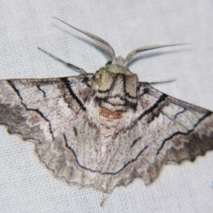 Hypobapta diffundens at Sheldon, QLD - 17 Aug 2007