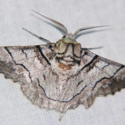 Hypobapta diffundens (Diffundens Grey) at Sheldon, QLD - 17 Aug 2007 by PJH123