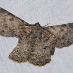 Hypodoxa erebusata (A Geometer moth (Geometrinae)) at Sheldon, QLD - 17 Aug 2007 by PJH123