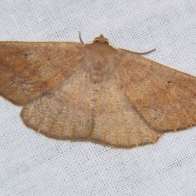 Idiodes apicata (Bracken Moth) at Sheldon, QLD - 17 Aug 2007 by PJH123