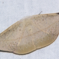 Onycodes rubra (A Geometer moth (Oenochrominae)) at Sheldon, QLD - 17 Aug 2007 by PJH123