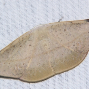 Onycodes rubra at Sheldon, QLD - suppressed