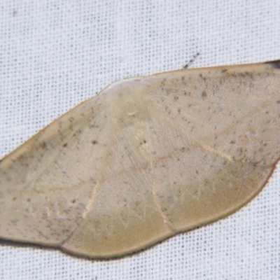 Onycodes rubra (A Geometer moth (Oenochrominae)) at Sheldon, QLD - 17 Aug 2007 by PJH123