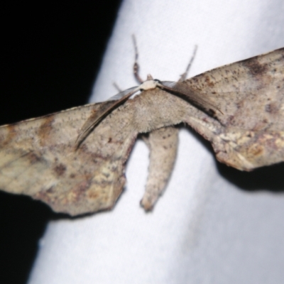 Parepisparis excusata (Marbled Twisted Moth) at Sheldon, QLD - 17 Aug 2007 by PJH123