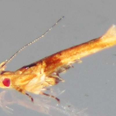 Pyroderces mesoptila (A Cosmet moth) at Sheldon, QLD - 17 Aug 2007 by PJH123