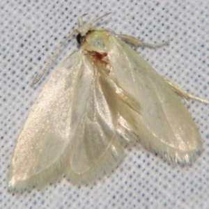 Xyloryctidae (family) at Sheldon, QLD - 17 Aug 2007