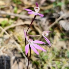 Caladenia carnea (Pink Fingers) at Monga National Park - 29 Sep 2023 by Csteele4