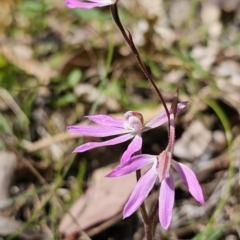 Caladenia carnea at Monga, NSW - 29 Sep 2023