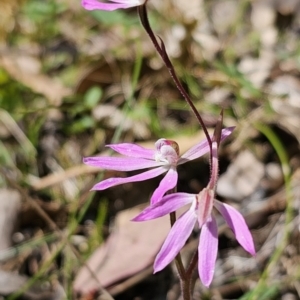 Caladenia carnea at Monga, NSW - 29 Sep 2023