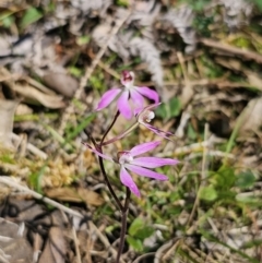 Caladenia carnea at Monga, NSW - 29 Sep 2023