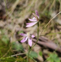 Caladenia carnea (Pink Fingers) at Monga National Park - 29 Sep 2023 by Csteele4