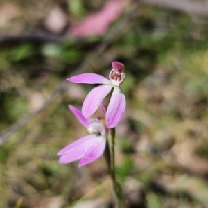 Caladenia carnea at Monga, NSW - 29 Sep 2023