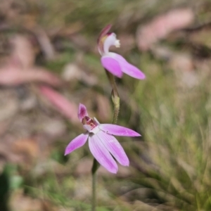 Caladenia carnea at Monga, NSW - 29 Sep 2023