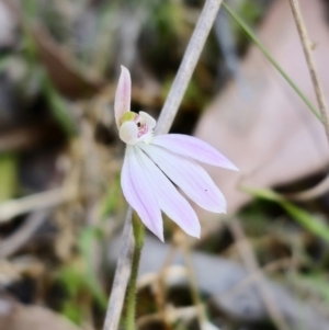 Caladenia carnea at Monga, NSW - 29 Sep 2023