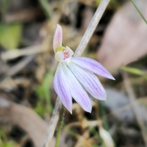 Caladenia carnea at Monga, NSW - 29 Sep 2023