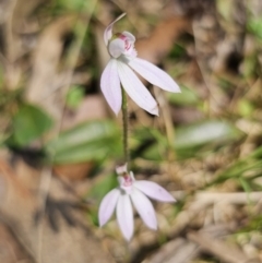 Caladenia carnea (Pink Fingers) at Monga National Park - 29 Sep 2023 by Csteele4