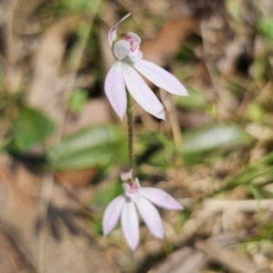 Caladenia carnea at Monga, NSW - 29 Sep 2023