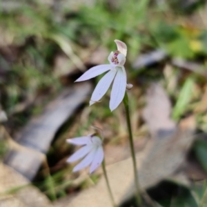 Caladenia carnea at Monga, NSW - 29 Sep 2023