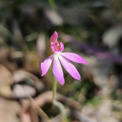 Caladenia carnea (Pink Fingers) at Monga National Park - 29 Sep 2023 by Csteele4