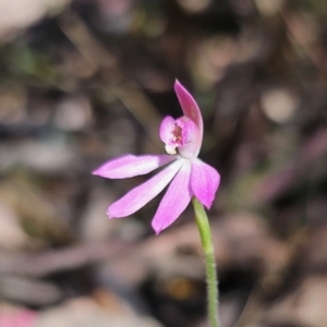 Caladenia carnea at Monga, NSW - 29 Sep 2023