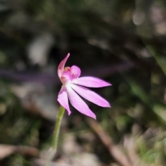 Caladenia carnea at Monga, NSW - 29 Sep 2023