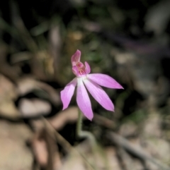 Caladenia carnea at Monga, NSW - 29 Sep 2023