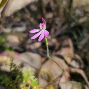 Caladenia carnea at Monga, NSW - 29 Sep 2023