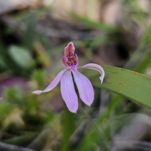 Caladenia sp. at Monga, NSW - suppressed