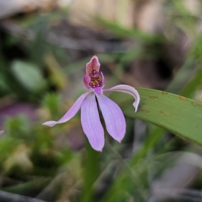 Caladenia sp. (A Caladenia) at Monga, NSW - 29 Sep 2023 by Csteele4