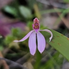 Caladenia sp. at Monga, NSW - 29 Sep 2023