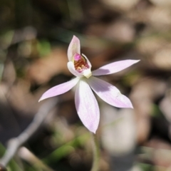 Caladenia carnea (Pink Fingers) at Monga, NSW - 29 Sep 2023 by Csteele4