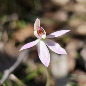 Caladenia carnea at Monga, NSW - 29 Sep 2023