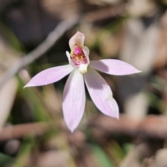 Caladenia carnea at Monga, NSW - 29 Sep 2023