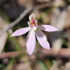 Caladenia carnea at Monga, NSW - 29 Sep 2023