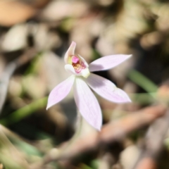 Caladenia carnea at Monga, NSW - suppressed