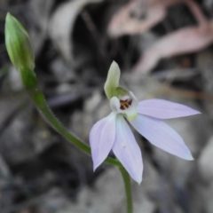 Caladenia carnea (Pink Fingers) at Paddys River, ACT - 29 Sep 2023 by JohnBundock