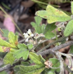 Xanthosia pilosa (Woolly Xanthosia) at Wog Wog, NSW - 28 Sep 2023 by NedJohnston