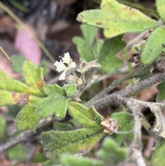 Xanthosia pilosa at Wog Wog, NSW - 28 Sep 2023