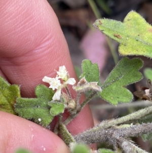 Xanthosia pilosa at Wog Wog, NSW - 28 Sep 2023 09:07 AM